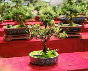 门口两边种植什么树好