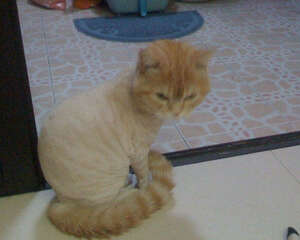 秋季猫咪掉毛严重怎么办?