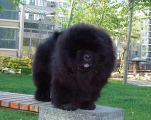 松狮犬的颜色解析