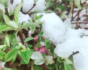人间四月天这里居然连续三天冰雹大雪，对于多肉来说简直是太刺激了