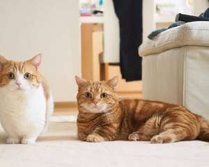 宠物猫之短腿猫,短腿猫特点