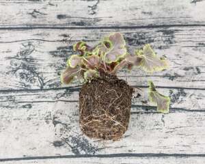 矾根可以在室内种植吗
