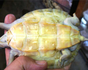 红冠棱背龟的形态特征