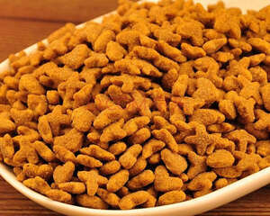 猫粮更换时要注意什么?