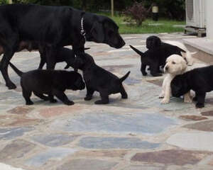 拉布拉多吃什么比较好