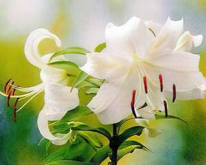 彩云之南八大名花—百合