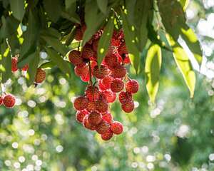 荔枝种子怎么种，盆栽能结果吗