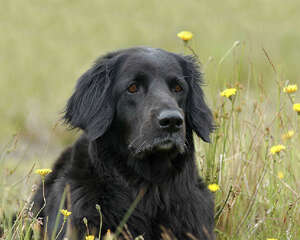 为什么不能让狗狗吃洋葱