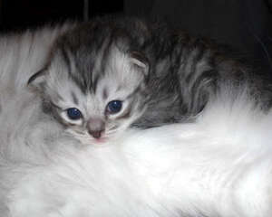 褴褛猫的品种简介