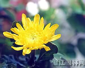 绿色时尚：植物也转运（图）