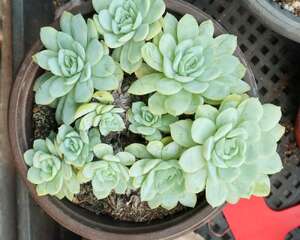 多肉植物适合什么花盆