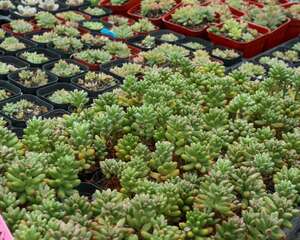 虹之玉夏天怎么养