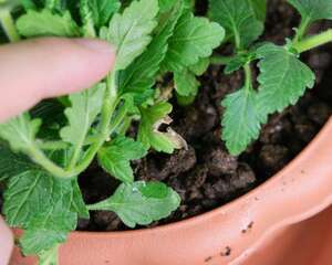 美女樱施什么肥