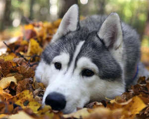 狗狗禁忌食物中毒会有什么症状