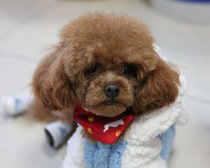 第一次饲养泰迪犬的注意事项