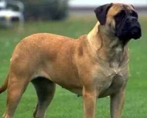 “体型最大的狗排行榜”排名前三的是哪些犬种？