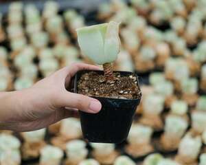 耶罗粉山地玫瑰怎么养