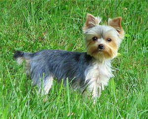 过量补钙对狗狗的危害