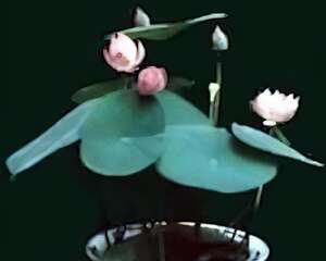 碗莲