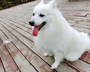 日本尖嘴犬的护理知识