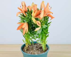 百合花摆放禁忌