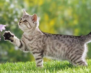 母猫怀孕期间需要注意哪些问题