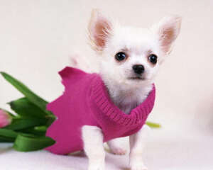 狗狗的食物类型有哪些