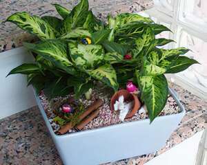 夏日星光燦爛(图)