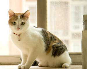 公的三花猫都不能生育吗