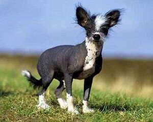 中国冠毛犬多少钱一只？中国冠毛犬价格