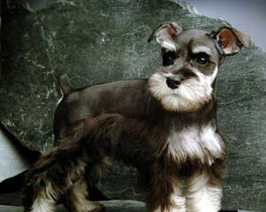 狗的胡子有什么用