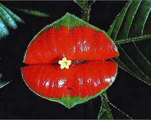 全球奇趣花卉大赏排行榜