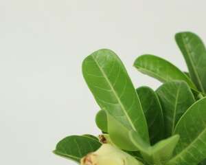 室内沙漠玫瑰有毒吗，几年会开花