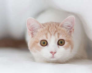 皇家猫粮怎么样？