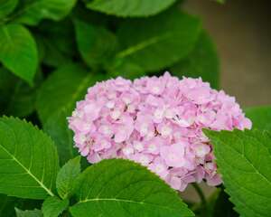 八仙花怎么养