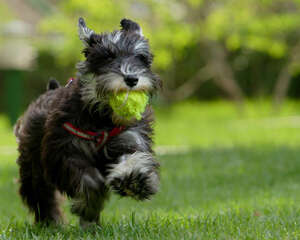 雪纳瑞发抖的真正原因是什么