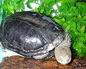 黑腹刺颈龟的食物要求