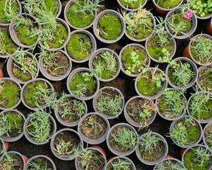 地被石竹怎么养