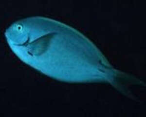 汤臣吊的外形特点