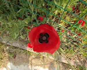 虞美人上长虫子怎么办