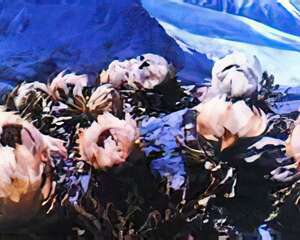 雪山奇珍——雪莲（一）(图)