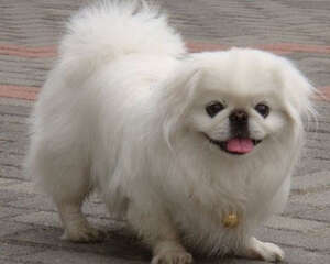 如何挑选合适的京巴狗粮