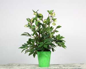 铁筷子花冬天怎么养，耐多少度低温
