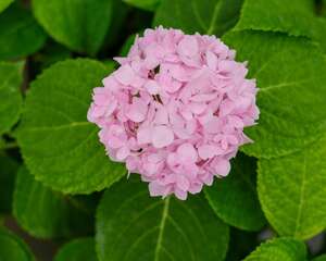 绣球花叶子发黄边缘干枯怎么办