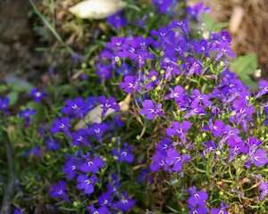 南非半边莲怎么养