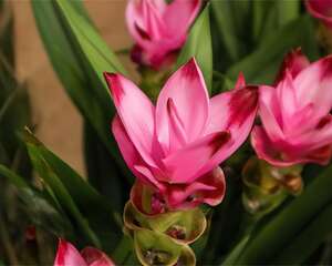 生姜埋门口，竟然开花了，100天花不败！