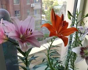 这花开败后，千万别剪叶子，小心再也不开花！