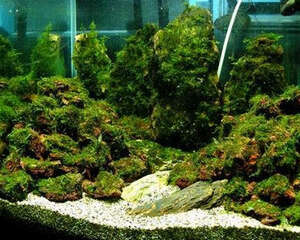 水族养殖中水草底床的基本常识