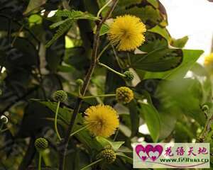 金合欢的花语：稍纵即逝的快乐