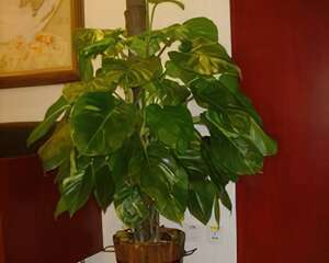 6大花色可改善健康(图)